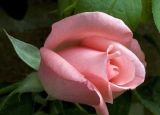 玫瑰花栽培技术 (3)
