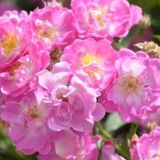 蔷薇花语是什么？