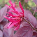 红花檵木盆景制作与养护