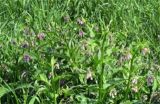紫草种植条件