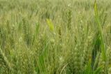 关于小麦栽培技术10个问题的回答