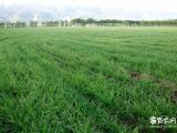 小麦田主要除草剂及使用方法(2)