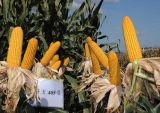 高产的玉米种子品种主要有哪些？(2)