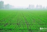 小麦田主要除草剂及使用方法(3)