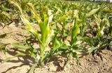 玉米死苗的原因及防治