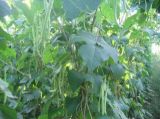 四季豆的种植时间(2)
