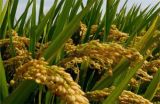 杂交水稻高产栽培技术
