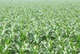 玉米田除草剂的使用方法(2)