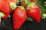 大棚草莓的种植技巧