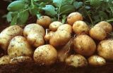 土豆的种植时间与方法