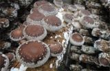 香菇菌丝徒长的原因及防治方法