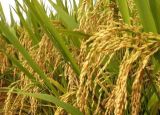 有机水稻种植技术
