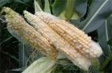 影响玉米畸形的原因