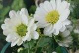 白晶菊和雏菊的区别，分别代表什么意思