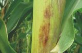 玉米褐斑病的防治方法