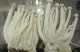 海鲜菇栽培技术(3)
