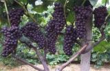 夏黑葡萄种植管理技术