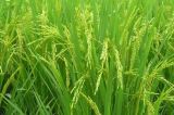 水稻种植过程中叶尖枯病防治措施
