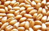 如何对小麦种子的优劣进行鉴别 