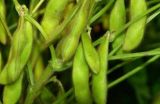 高产大豆种子有哪些？(2)