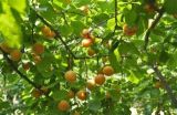 杏树采收后的管理方法