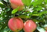 苹果树病害防治方法