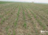 小麦田主要除草剂及使用方法(4)