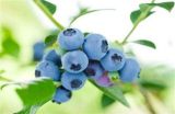 如何提高蓝莓的产量