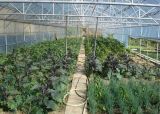 大棚蔬菜种植技术(2)