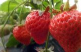 草莓的产地分布有哪些？