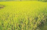 水稻夏季的田间管理