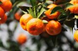 橘子树的种植技术