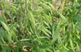 野燕麦是什么植物？