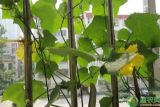 很多人喜欢阳台种植丝瓜，这种方法及管理要点有哪些？