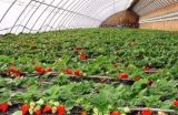 无公害草莓生产标准
