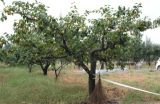 果树土肥水管理常见的四大误区
