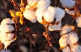 高产棉花品种有哪些？(2)