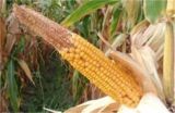 玉米缺粒秃尖的原因及预防措施