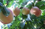 大棚桃树种植技术(3)