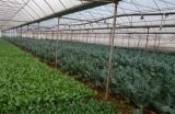 大棚蔬菜种植技术管理