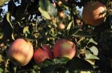 苹果树种植技术(2)