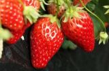 草莓无土栽培技术(2)