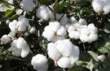 高产棉花品种有哪些？(3)