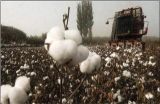 影响棉花纤维品质的因素有哪些