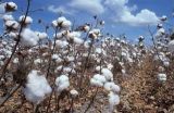 棉花的生长环境