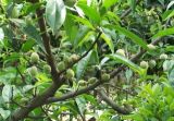 桃树的种植技术(2)