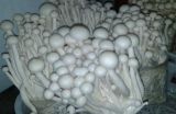 海鲜菇栽培技术(2)