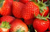 草莓无土栽培技术(3)