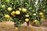 柚子树的栽培技术(2)