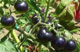 黑番茄的种植方法